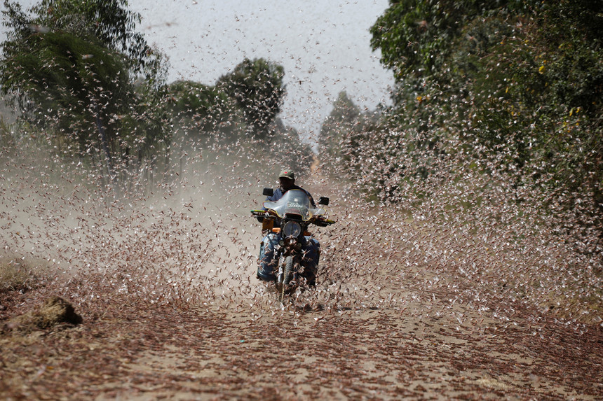 Châu chấu ở Kenya sẽ ngày càng nhiều do biến đổi khí hậu, theo giới khoa học (ảnh: Reuters)