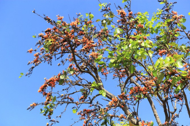 Sự khắc nghiệt không ngăn được loài hoa mlah phát triển. Loài hoa này nở trong khoảng 2 tháng Tết Nguyên đán, đây cũng là thời điểm người dân nơi đây gọi là "mùa con ong lấy mật"