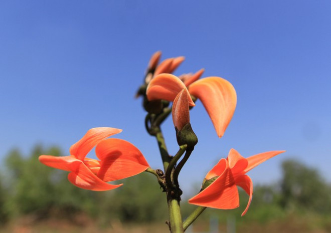 Cũng màu đỏ rực giống hoa gạo, chỉ khác là hoa mlah có 4 cánh hình dáng khác nhau, hoa gạo có 5 cánh giống nhau