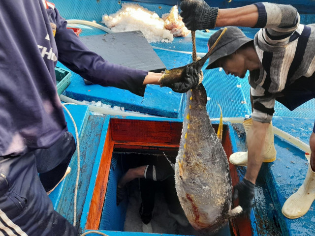 Bình Định: Cận cảnh dân bắt được toàn loài cá khủng sau chuyến đi biển xuyên Tết