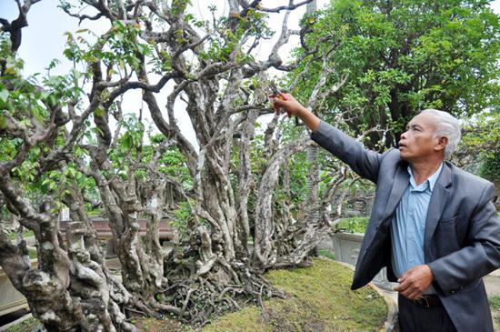 Cây thế có thân "lạ" thu hút nhiều người đến chiêm ngưỡng.&nbsp;