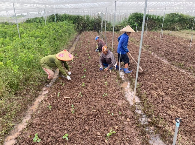 Anh nhờ chính những người nông dân cho mình thuê ruộng về làm tại trang trại.