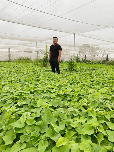 Toàn bộ rau củ quả được anh Minh trồng trong nhà lưới, nhà màng và sản xuất theo hướng hữu cơ.