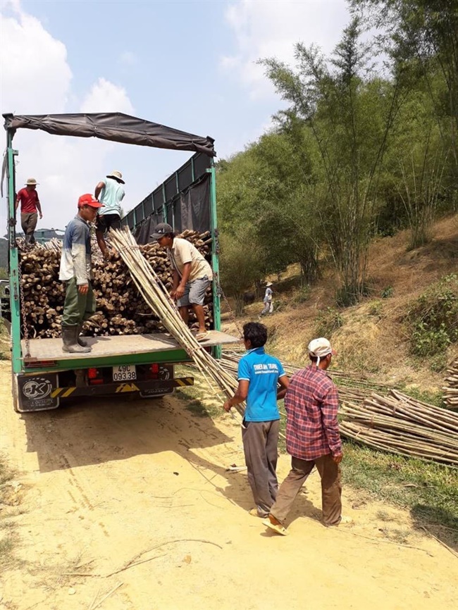 Cây tầm vông chỉ cần trồng một lần thu tiền nhiều năm, tre già măng mọc liên tục không phải trồng lại.
