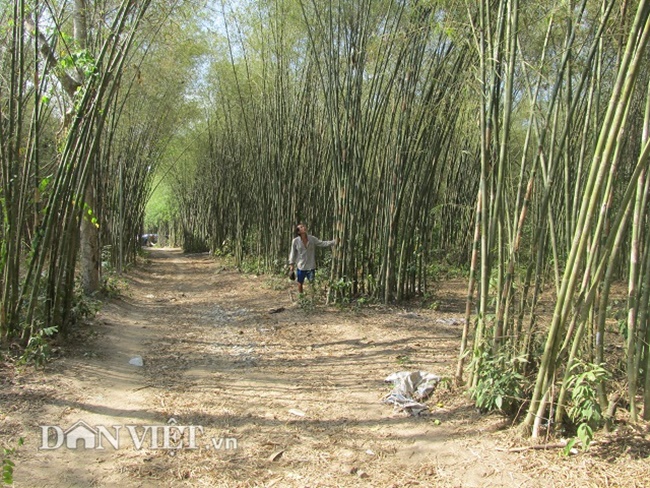 Thời gian trồng thích hợp vào khoảng tháng 7 - 8 (âm lịch). Vì thời điểm này ngay mùa mưa, thuận lợi cho cây sinh trưởng và phát triển.