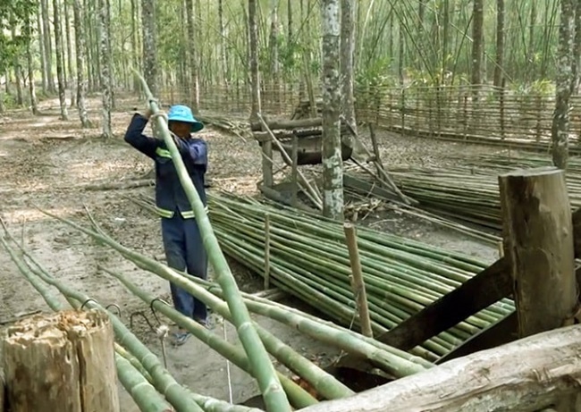 Việc nhân giống cây tầm vông rất đơn giản. Theo đó, nông dân chỉ cần chọn những cây to, khỏe trong bụi, bứng gốc rồi trồng chỗ khác là được.