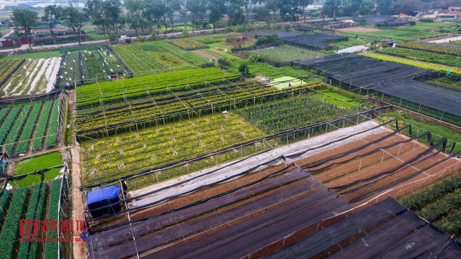 Sau Tết, làng hoa Tây Tựu (quận Bắc Từ Liêm, Hà Nội) nổi tiếng ở Hà Nội đã bắt đầu nở rộ phục vụ cho mùa lễ hội đầu năm. Tuy nhiên, thay vì thu hoạch mang đi bán như mọi năm thì năm nay, cánh đồng hoa Tây Tựu lâm vào cảnh hoang tàn chưa từng có.