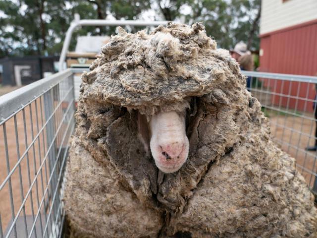 Dân mạng ôm bụng cười với chú cừu có bộ lông đồ sộ