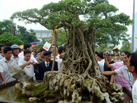 Siêu cây “mâm xôi con gà” là cây sanh cổ thụ có tuổi đời hơn 150 tuổi được nhiều người yêu cây cảnh đánh giá cao.