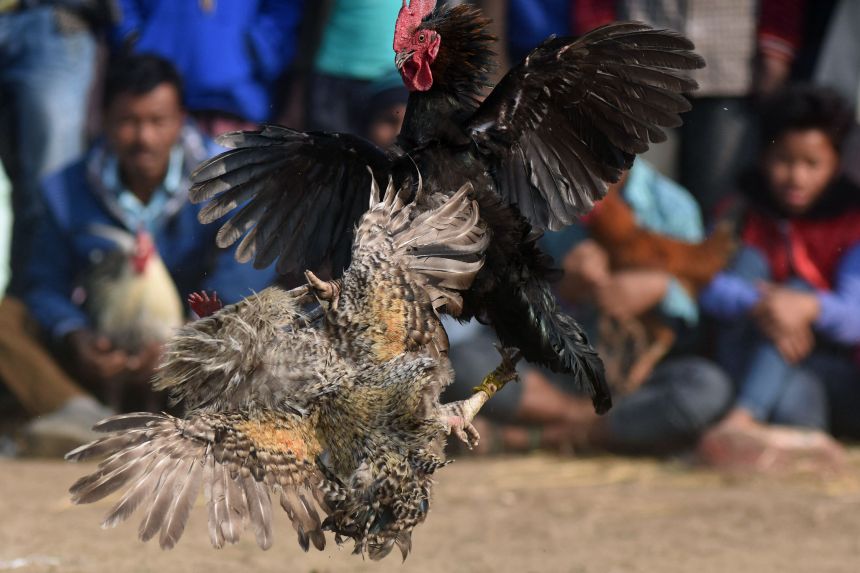 Một trận chọi gà khốc liệt ở Ấn Độ (ảnh: India Today)