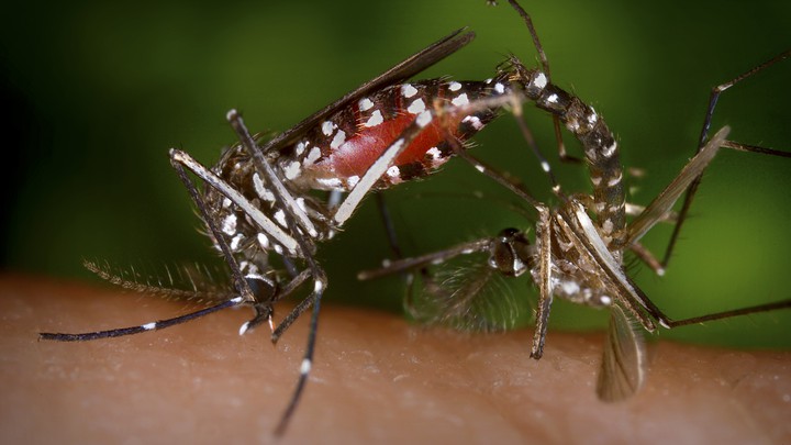 Muỗi vằn Aedes albopictus. Ảnh: Reuters