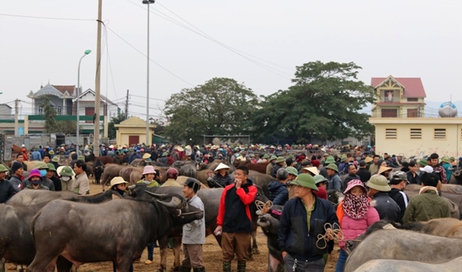 Chợ Ú họp mỗi tháng 6 phiên, thu hút hàng trăm thương lái khắp cả nước