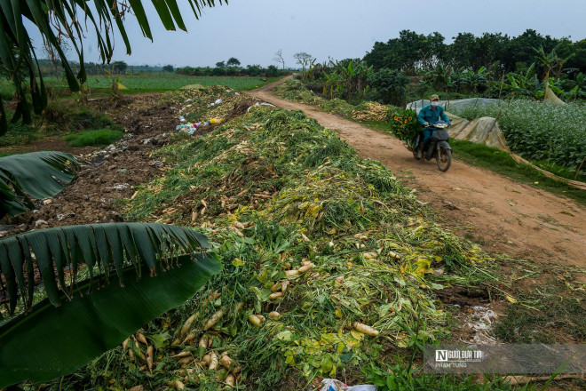 Xã Tráng Việt (huyện Mê Linh, Hà Nội) được xem là một trong những vựa nông sản lớn nhất ở Hà Nội. Trung bình mỗi ngày bà con nông dân ở đây cung ứng cho thị trường khoảng 200 - 300 tấn rau củ quả các loại.