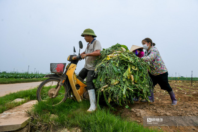 Phải tự tay nhổ cả ruộng củ cải bỏ đống bên đường, anh Nguyễn Văn Thục ngậm ngùi chia sẻ: “Nhà tôi có hơn 4 sào củ cải nhưng hiện nay chưa tiêu thụ hết 1 nửa, giá cả năm nay sụt giảm không tưởng. Nếu như năm trước giá củ cải bán được từ 5.000-7.000 đồng/kg nhưng năm nay giá giảm xuống còn khoảng 2.000 đồng/kg vẫn chưa có người mua nên tôi đành nhổ bỏ đi".