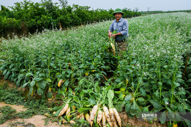 Đối với những ruộng củ cải đã quá lứa và trổ hoa, người dân buộc phải nhổ bỏ để lấy đất trồng rau vụ mới.