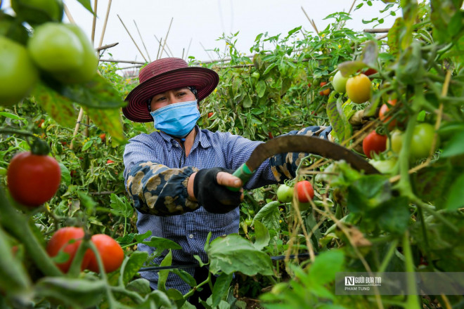 Mặc dù giá rẻ nhưng nhiều nhà vẫn cố thu hoạch nhằm gỡ lại được chút ít tiền vốn.