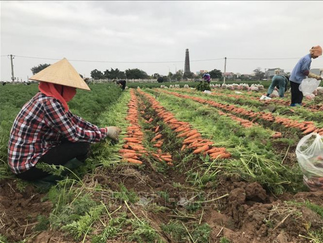 Thu hoạch cà rốt ở Cẩm Giàng, Hải Dương. Ảnh: TTXVN