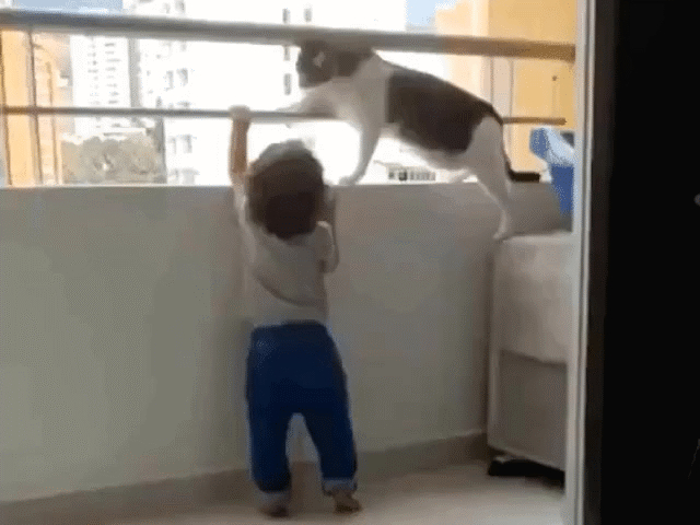 Con mèo thông minh liên tục ngăn cậu bé leo lên lan can