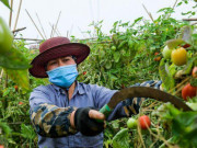 Thị trường - Tiêu dùng - Hà Nội: Nông dân ngậm ngùi vứt bỏ củ cải, cà chua đầy đồng