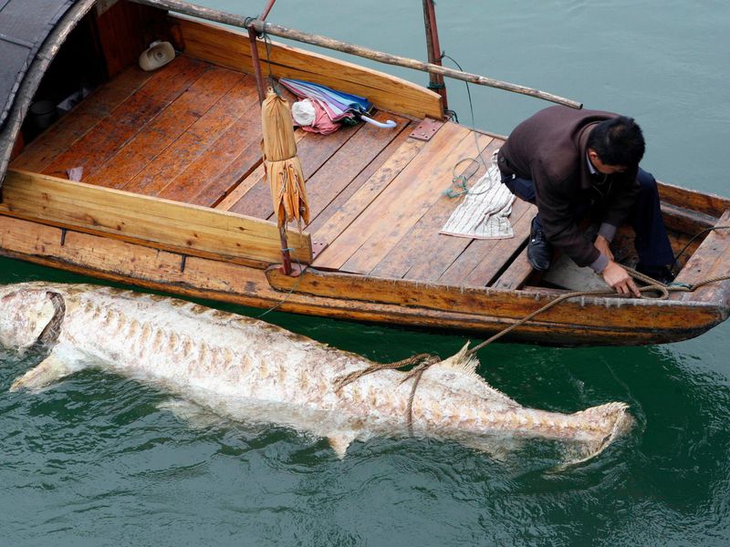 Xác một con cá tầm khổng lồ chết ở sông Dương Tử năm 2011. Ảnh: Reuters