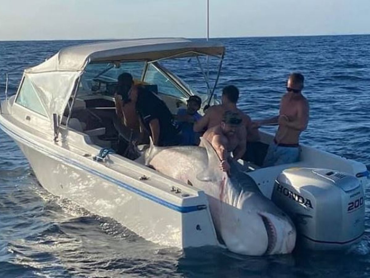 Nhóm thủy thủ câu được con cá mập lớn đến nỗi không thể xếp vừa thuyền (ảnh: Daily Mail)