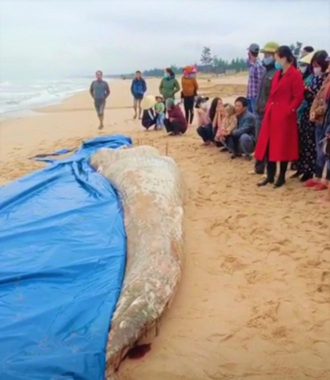 Hình ảnh cá voi chết trôi dạt vào bờ biển Ngoại Hải, phường Quảng Thọ, thị xã Ba Đồn