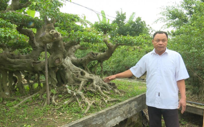 Nhiều cây sanh cổ có thế độc đáo.&nbsp;Ảnh: Thái Bình TV.