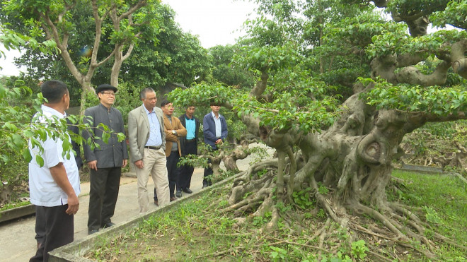 Cây sanh cổ thế "lạ" hút nhiều người yêu cây cảnh đến chiêm ngưỡng. Ảnh: Thái Bình TV.