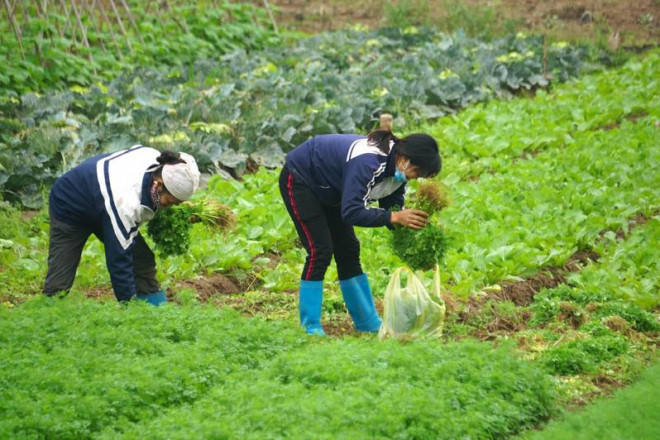 Một số rau màu vẫn còn có thể thu hoạch nhưng các loại su hào, bắp cải quá vụ phải dỡ bỏ