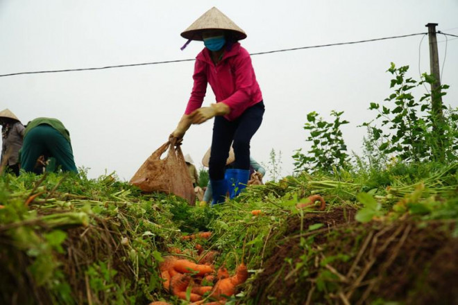 Cà rốt là loại nông sản không bị ảnh hưởng dịch vẫn giúp cho người nông dân có thu nhập