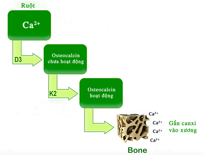 Vitamin K2 phối hợp với D3 giúp canxi hấp thu và gắn vào xương tối đa