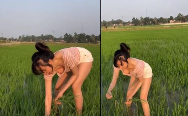 Cách đây vài ngày, hot girl Bà Tưng (tên thật Lê Thị Huyền Anh) gây chú ý mạng xã hội khi đăng tải clip đi dặm lúa kèm chú thích: "Thích đăng cam thường ghê". Trong clip, người đẹp xứ Nghệ mặc quần short, áo thun trễ cổ "rộng mênh mông". Động tác cúi xuống dặm lúa khiến Huyền Anh rơi vào cảnh hớ hênh, lộ vòng một.
