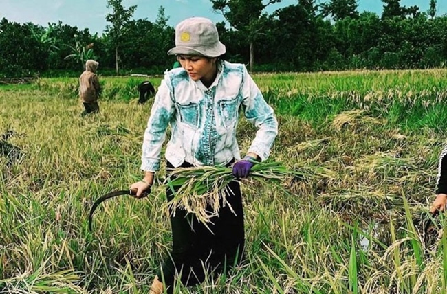 Trước đó, Hoa hậu từng gây bão với hình ảnh đi gặt lúa cùng bà con hàng xóm khi về thăm quê nhà.
