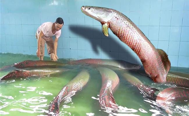 Cá hải tượng - loài “quái vật” nước ngọt lớn nhất thế giới là 1 trong số đó.
