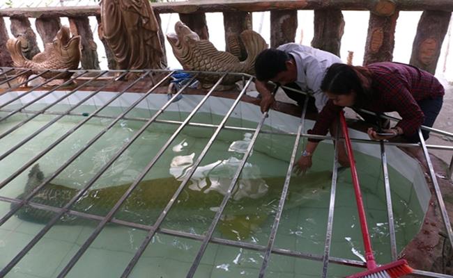Một đại gia Việt chuyên “chơi cá” cho biết, ông mua được con cá hải tượng dài gần 2m, nặng hơn 130kg này với giá 100 triệu đồng.
