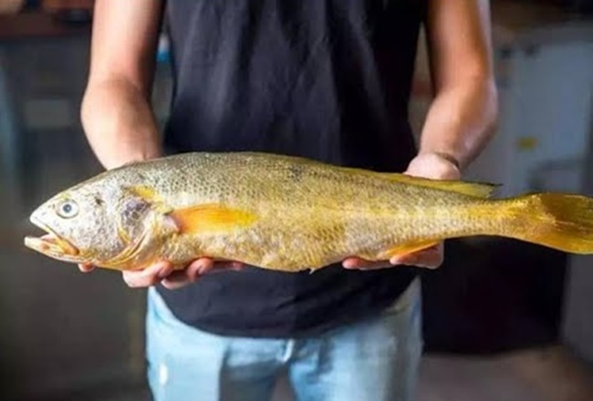 Ở Việt Nam, không ít lần ngư dân bắt được cá sủ vàng. Tháng 1/2018, một người đàn ông ở Khánh Hòa xuất bán cặp cá sủ vàng cho một đại gia người Trung Quốc với giá 1,5 tỷ đồng.
