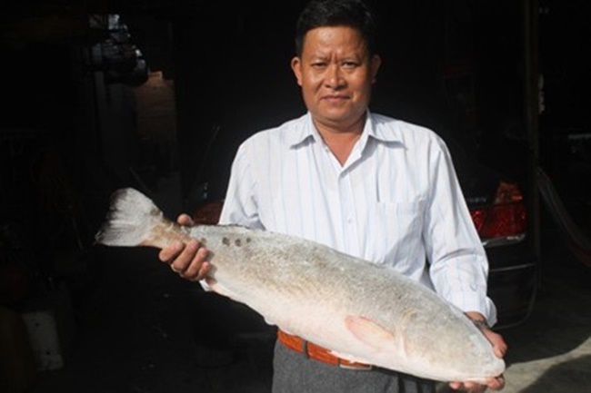 Trước đó, ông Lê Văn Hằng và Hoàng Quốc Đại (trú tại tổ dân phố 2 Phước Trung, phường Phước Long, Nha Trang, Khánh Hòa) bắt được 2 con cá lạ. Trong đó, con nặng nhất có trọng lượng 7kg và con còn lại nặng 2kg. 
