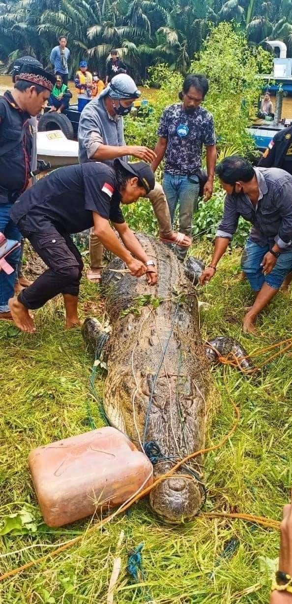 Con cá sấu dài 8 mét được đưa lên bờ. Ảnh: Viral Press