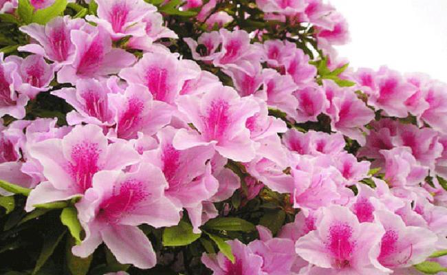 Hoa đỗ quyên đẹp lại có giá cả phải chăng, chỉ từ 80 nghìn - 300 nghìn/chậu nên được nhiều người tiêu dùng ưa chuộng. 
