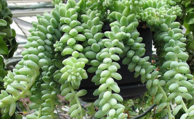 Cây chuỗi ngọc bi hay sen đá chuỗi ngọc là thực vật mọng nước, có tên khoa học là Sedum morganianum thường được trồng trong chậu, treo lên cao để trang trí cửa sổ nhà ở, quán café, văn phòng hay làm đẹp sân vườn… Một chậu chuỗi ngọc size đại có giá chỉ từ 150 nghìn - 180 nghìn đồng.
