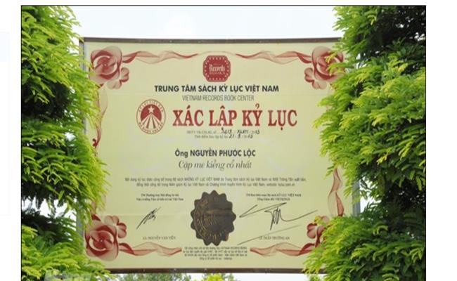 Cặp me của anh Nguyễn Phước Lộc (Đồng Tháp) là cây cảnh được xác lập Kỷ lục Việt Nam - &#34;Cặp me kiểng cổ nhất&#34; vào ngày 21/9/2013.
