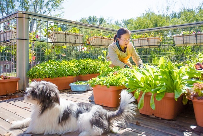 Ngôi nhà của Niu Jian và gia đình ngập rau tự trồng và các loại cây hoa tạo ra không gian xanh.
