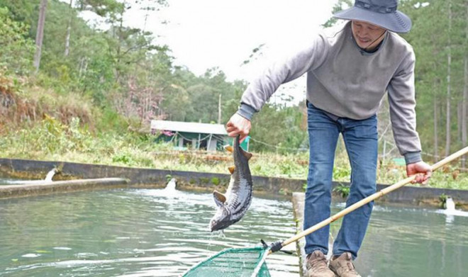 Cá tầm trong nước cạnh tranh khốc liệt với cá tầm Trung Quốc. Ảnh: Nguyễn Dũng /TTXVN