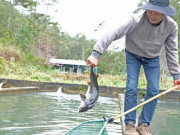 Thị trường - Tiêu dùng - Cá tầm Trung Quốc siêu rẻ quá nhiều, hạ &quot;đo ván&quot; cá trong nước