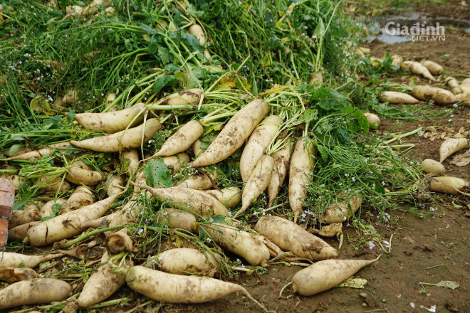 Gia đình ông Nguyễn Văn Nhất cũng tương tự. Nông sản "tắc" đầu ra do dịch bệnh cũng khiến gia đình ông Nhất điêu đứng vì thua lỗ.