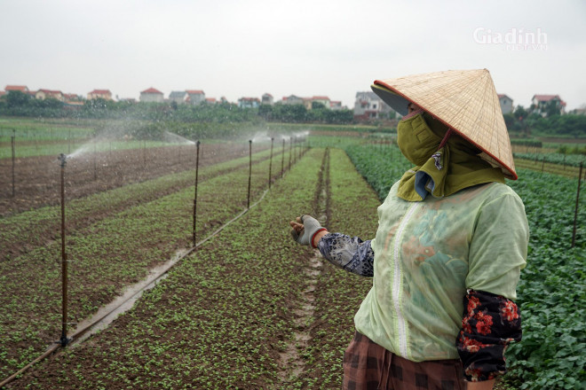 Bà Hoàng Thị Anh (sinh năm 1969, thôn Đông Cao) cho biết, 10 sào ruộng củ cải đến kỳ thu hoạch của gia đình bà cũng phải bỏ đến 7 sào.&nbsp;