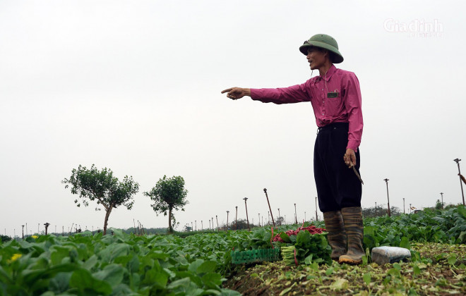 Trong vụ mùa mới, gia đình ông Nhất thay thế su hào, củ cải bằng cải ngồng. Đây là giống rau cho năng suất, giá thu mua tại ruộng cũng đến 9.000 đồng/kg nên ông Nhất hy vọng, sẽ phần nào gỡ gạc thất thu trong vụ mùa mới.