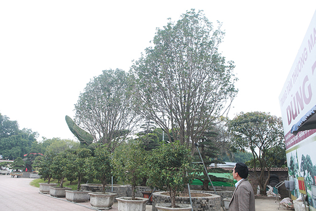 Anh Vương Xuân Nguyên, một người chuyên nghiên cứu, viết về thú chơi cây cảnh cũng phải thốt lên “thực sự rất bất ngờ về độ lớn của đôi mộc hương này. Đây là mộc hương ta, giá trị của nó rất lớn, ước tính cũng phải vài tỷ đồng, thậm chí trên dưới 10 tỷ đồng”
