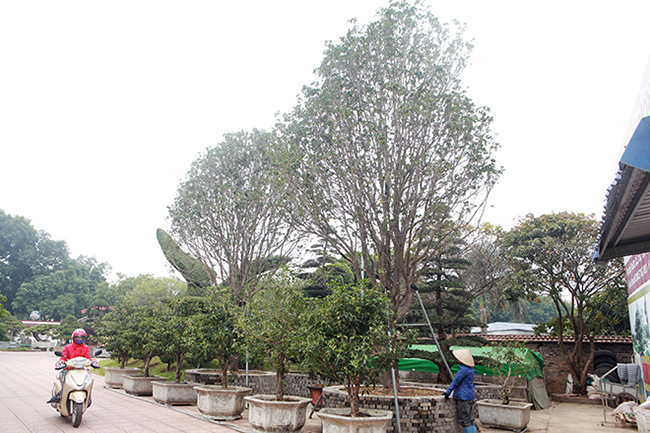 Mỗi cây cao gần 10m, tán rộng vì rất nhiều cành. Chủ nhân cho biết, phải rất khó khăn mới tìm được một đôi mộc hương lớn như vậy, ở Việt Nam có lẽ không có đôi thứ hai.
