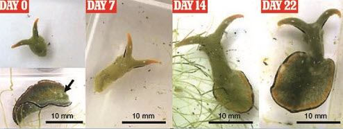 Con sên biển tái tạo hoàn toàn cơ thể mới sau 3 tuần.